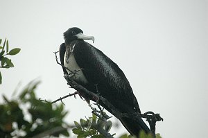 Frigatebird, Magnificant, 2004-11014354